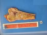 6 NMSP Circulation A21 - Bone case B7.jpg